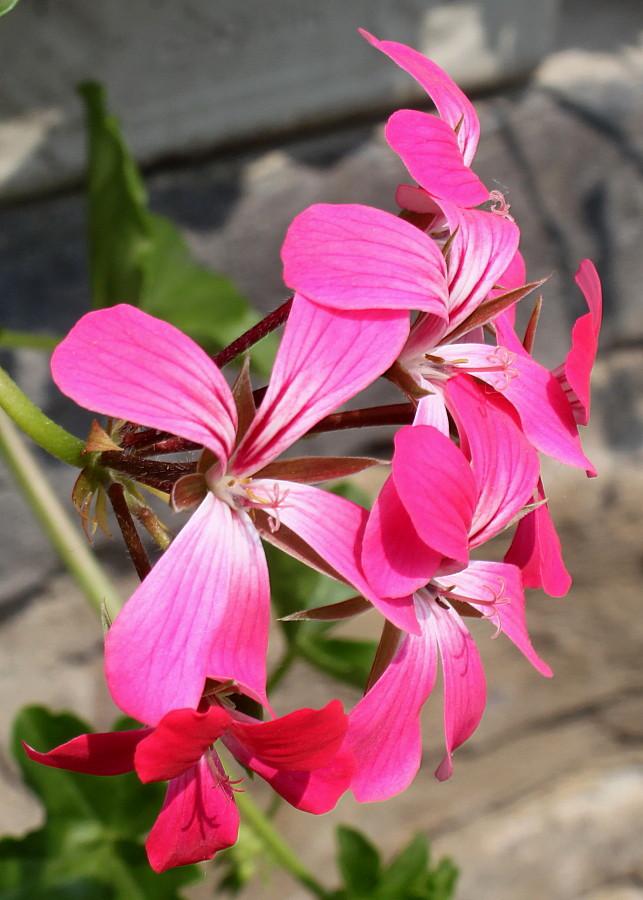 Изображение особи Pelargonium peltatum.