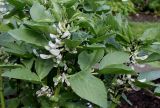 Vicia faba