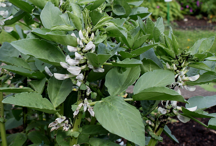 Image of Vicia faba specimen.