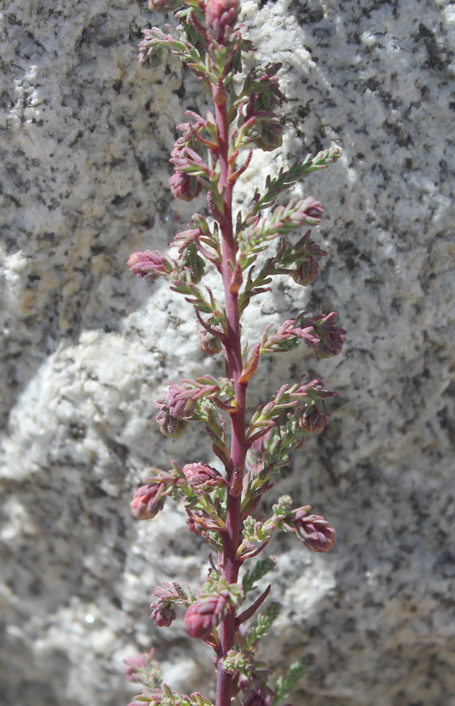 Image of genus Myricaria specimen.