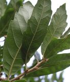 Quercus &times; hispanica