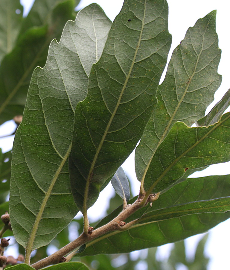 Изображение особи Quercus × hispanica.