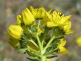 Haplophyllum suaveolens