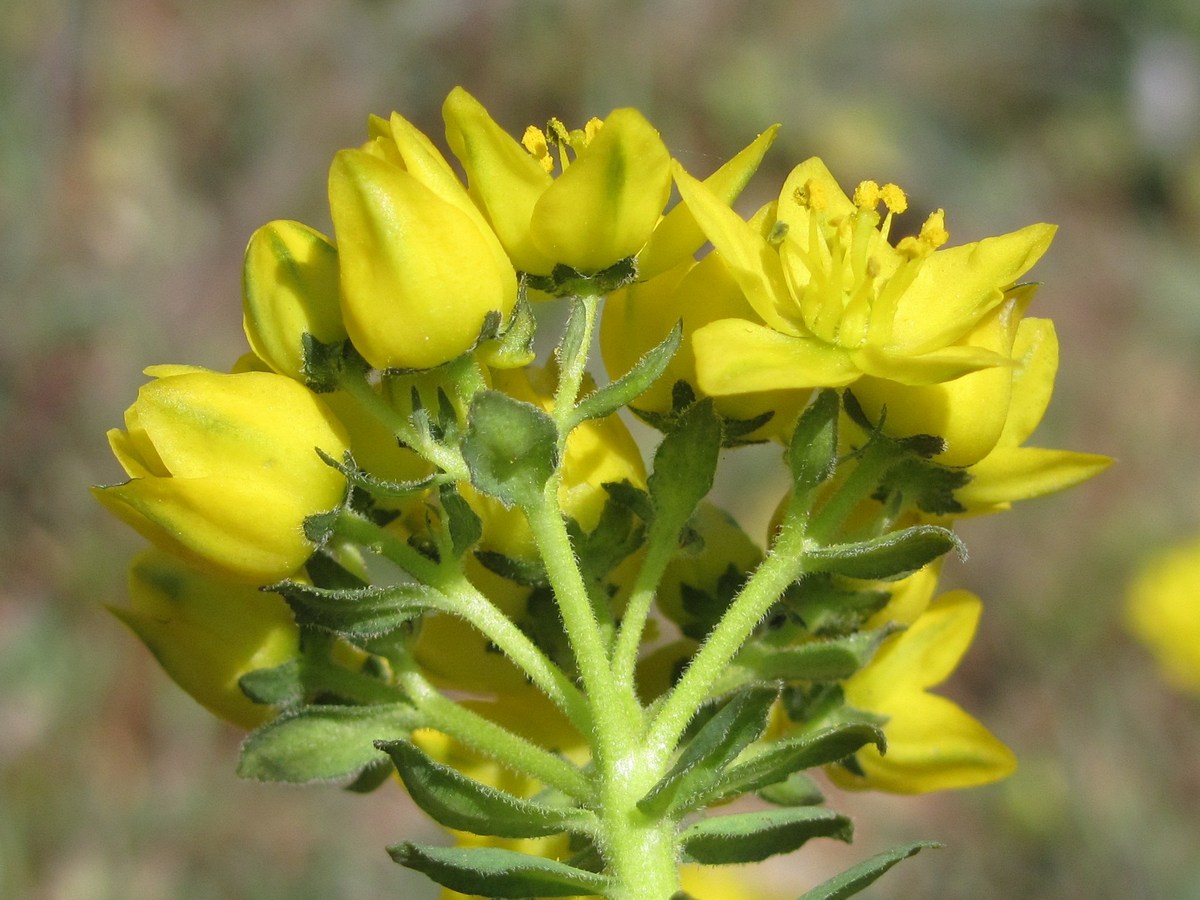 Image of Haplophyllum suaveolens specimen.