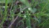 Thesium ramosum. Цветущий побег. Крым, Симферополь, Петровские скалы. 17 мая 2009 г.