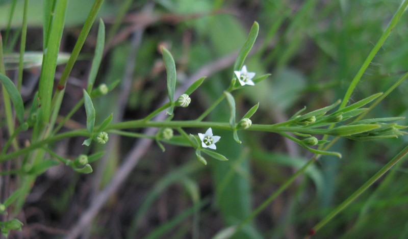 Изображение особи Thesium ramosum.