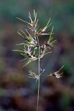 Poa subspecies vivipara