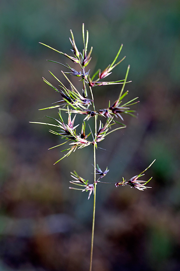Image of Poa bulbosa ssp. vivipara specimen.