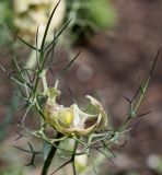 Nigella damascena