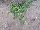 Myosoton aquaticum