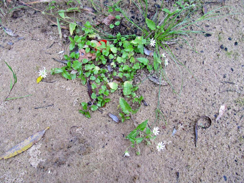 Image of Myosoton aquaticum specimen.