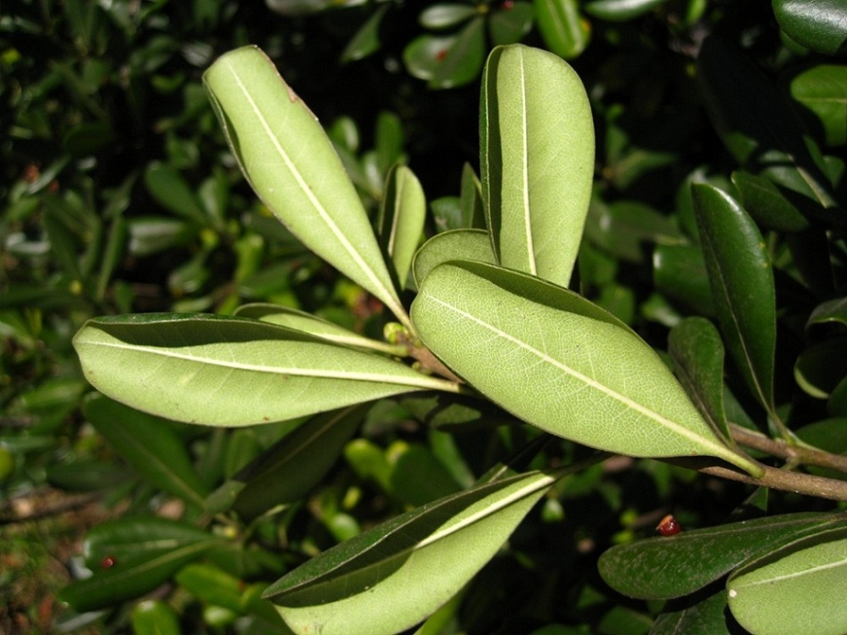 Image of Pittosporum tobira specimen.