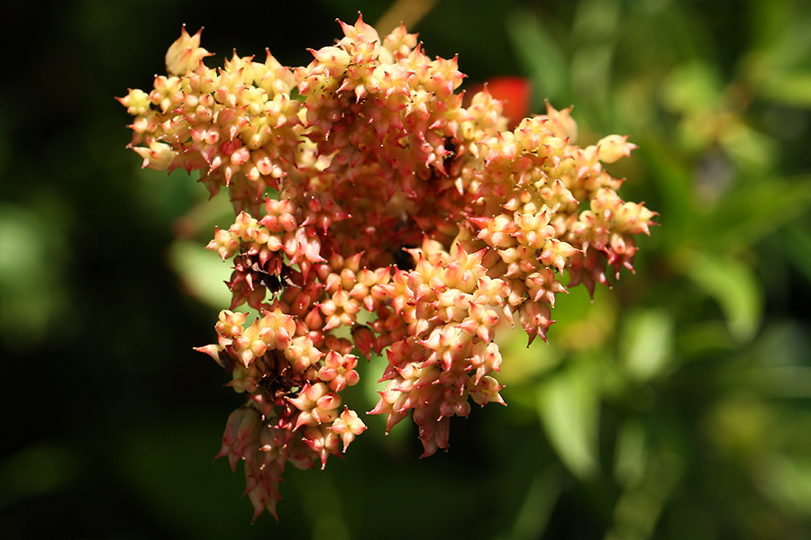 Изображение особи Rhodiola rosea.