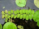 Salvinia natans