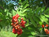 Sorbus aucuparia. Плоды и листья. Беларусь, Гродненская обл., г. Новогрудок. 01.08.2013.