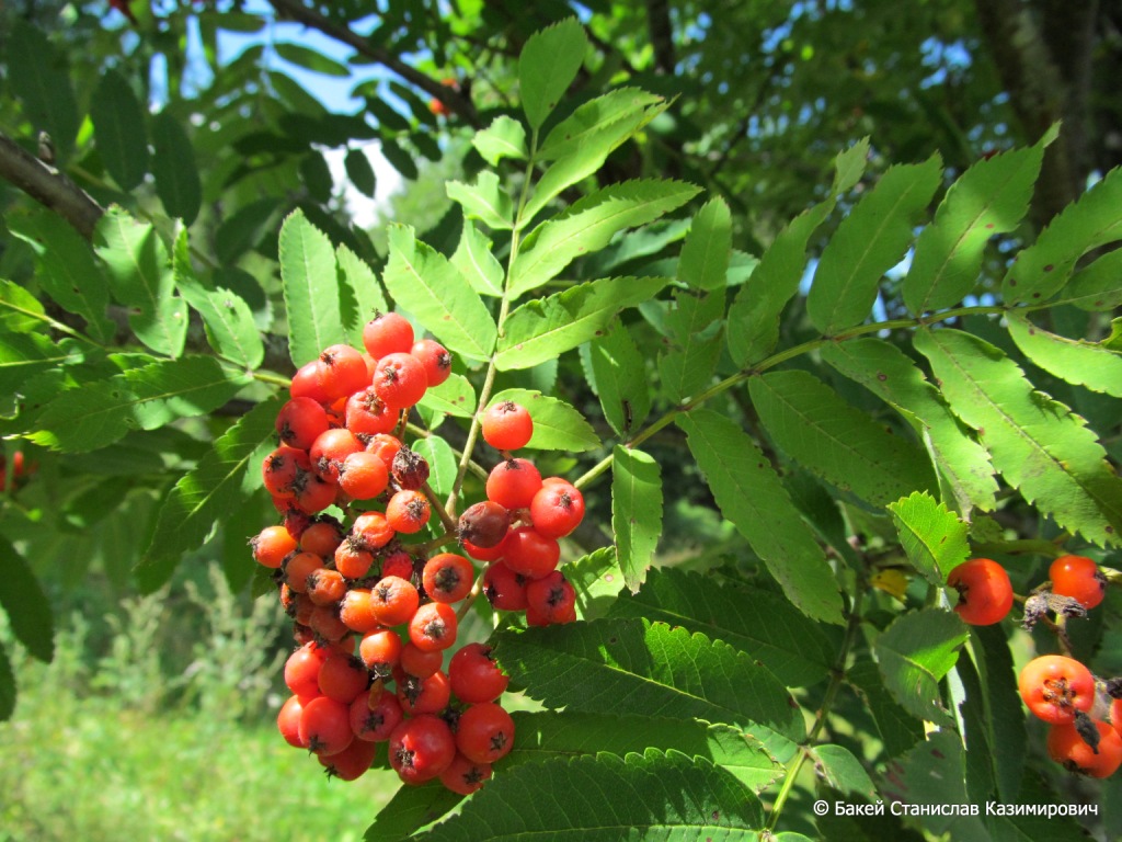 Изображение особи Sorbus aucuparia.