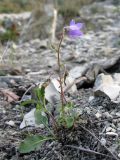 Campanula praealta