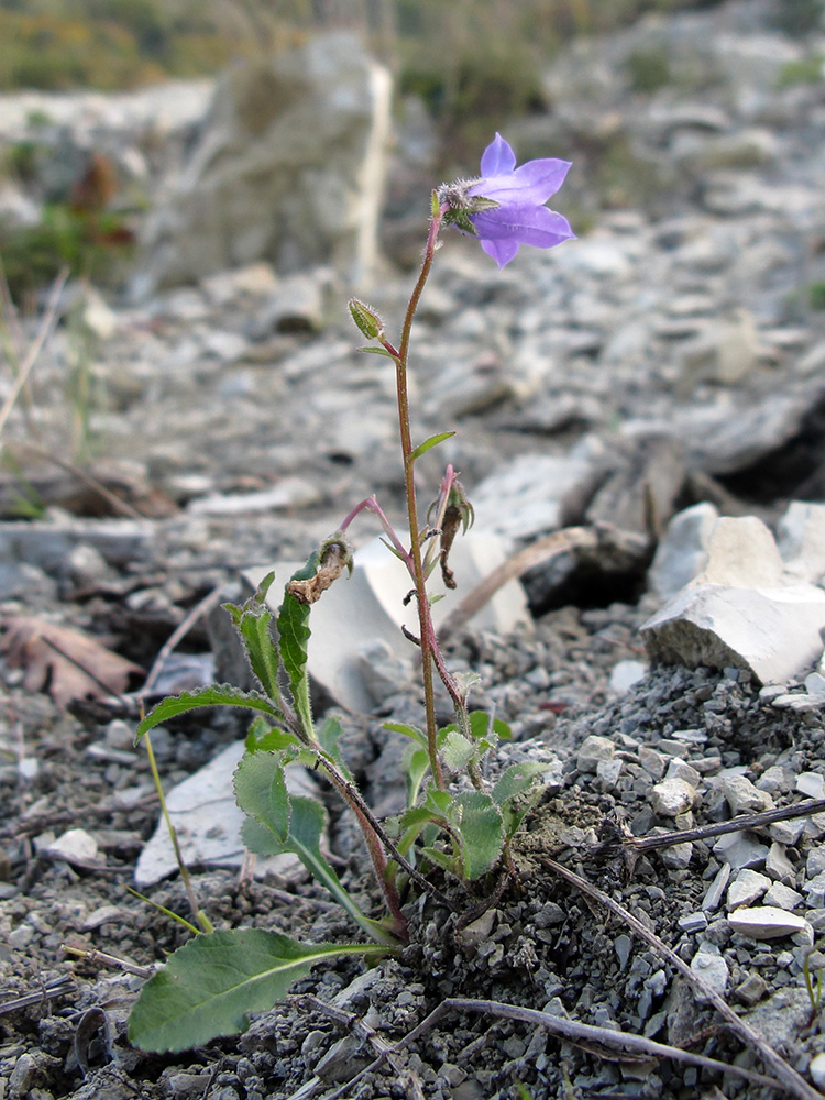 Изображение особи Campanula praealta.