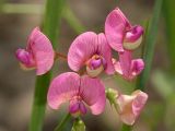 Lathyrus sylvestris. Цветки. Украина, Закарпатская обл., Свалявский р-н, опушка ольховника возле с. Солочин. 18 июля 2013 г.