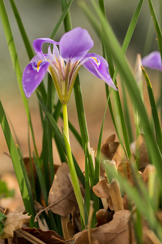 Изображение особи Iris unguicularis.