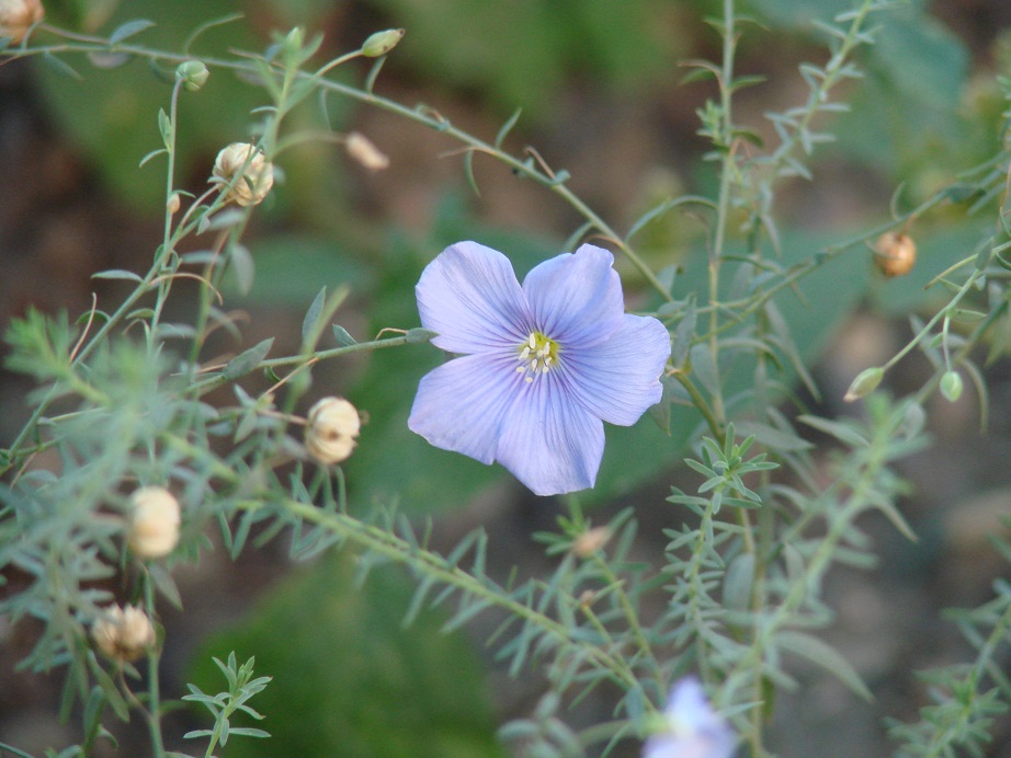 Изображение особи Linum baicalense.