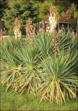Yucca gloriosa. Группа цветущих растений (вторичное цветение). Черноморское побережье Кавказа, г. Геленджик, в культуре. 3 ноября 2013 г.