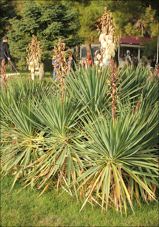 Image of Yucca gloriosa specimen.