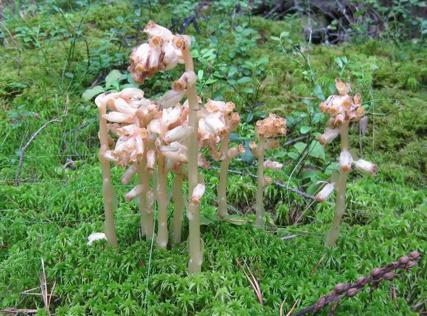 Image of Hypopitys monotropa specimen.