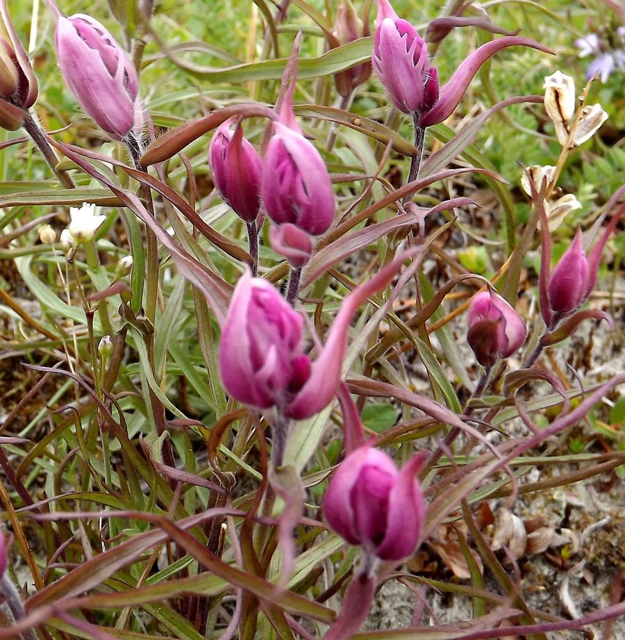 Изображение особи Castilleja arctica.