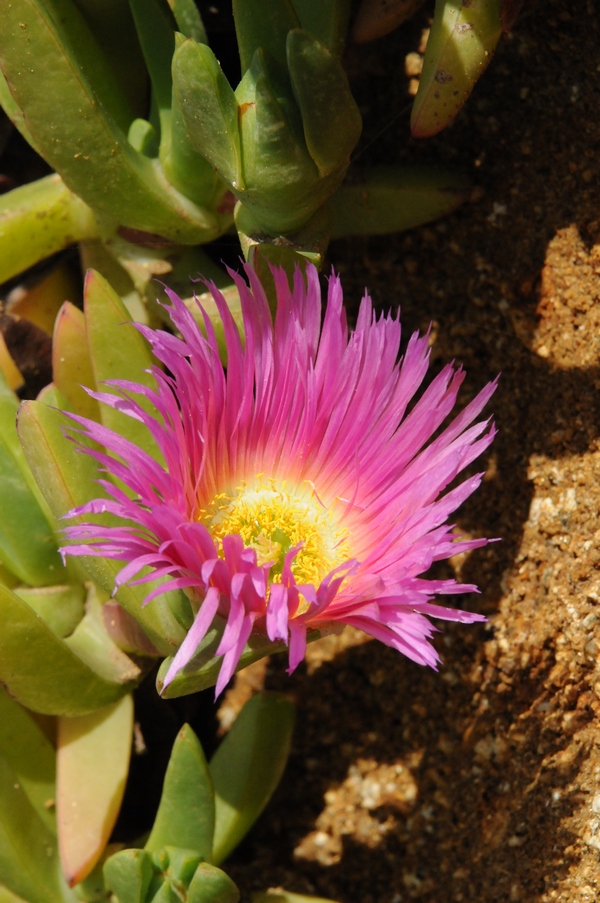 Изображение особи Carpobrotus acinaciformis.