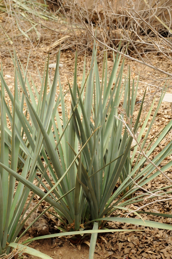 Изображение особи Yucca madrensis.