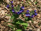 Pulmonaria mollis