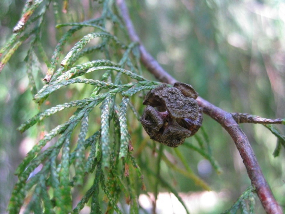 Image of Cupressus funebris specimen.