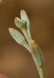 Image of taxon representative. Author is Татьяна Мальчинская