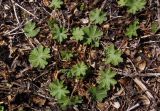 род Geranium