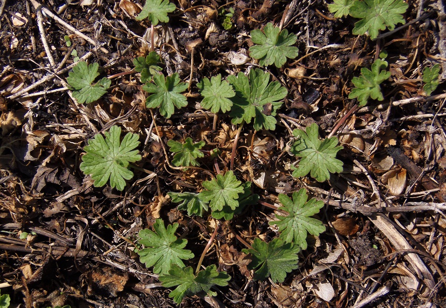 Изображение особи род Geranium.