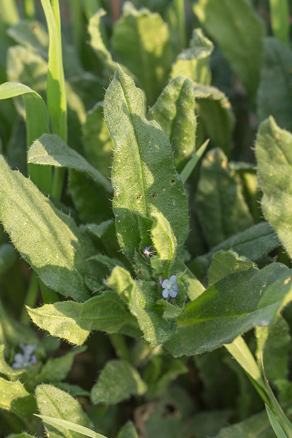 Изображение особи Lycopsis orientalis.