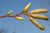Ostrya carpinifolia. Верхняя часть веточки с соцветиями и почками. Германия, г. Дюссельдорф, Ботанический сад университета. 13.03.2014.