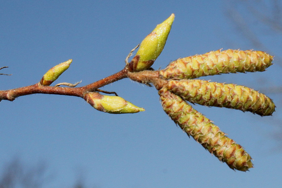 Изображение особи Ostrya carpinifolia.