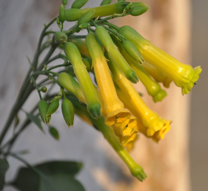 Image of Nicotiana glauca specimen.
