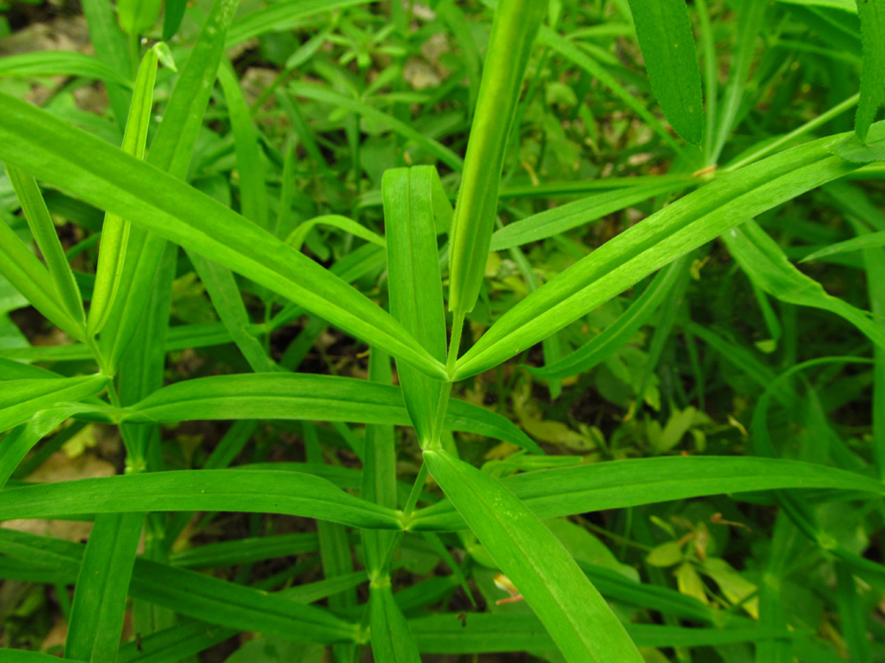 Image of Stellaria holostea specimen.