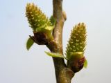 Salix pierotii
