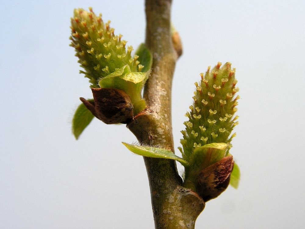 Изображение особи Salix pierotii.