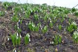 Galanthus platyphyllus