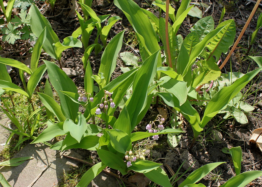 Изображение особи Convallaria majalis.