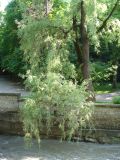 род Salix