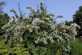Philadelphus coronarius. Цветущее растение. Германия, г. Дюссельдорф, Ботанический сад университета. 02.06.2014.