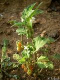 Solanum zelenetzkii