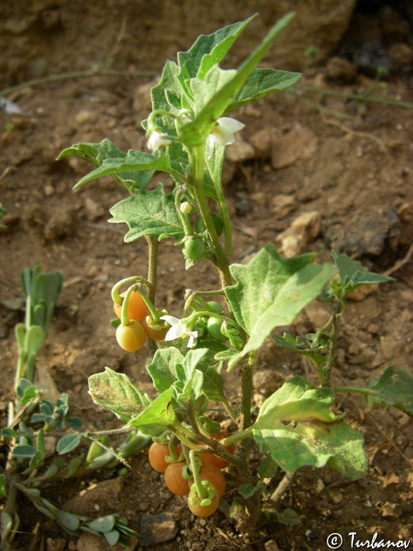 Изображение особи Solanum zelenetzkii.