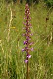 Gymnadenia conopsea. Распускающееся соцветие. Украина, Львовская обл., Бориславский горсовет, пгт Сходница, луг на склоне. 09.06.2014.